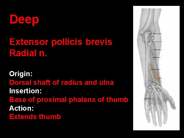 Deep Extensor pollicis brevis Radial n. Origin: Dorsal shaft of radius and ulna Insertion: