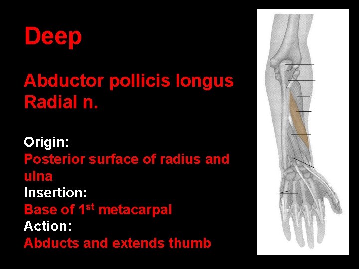 Deep Abductor pollicis longus Radial n. Origin: Posterior surface of radius and ulna Insertion: