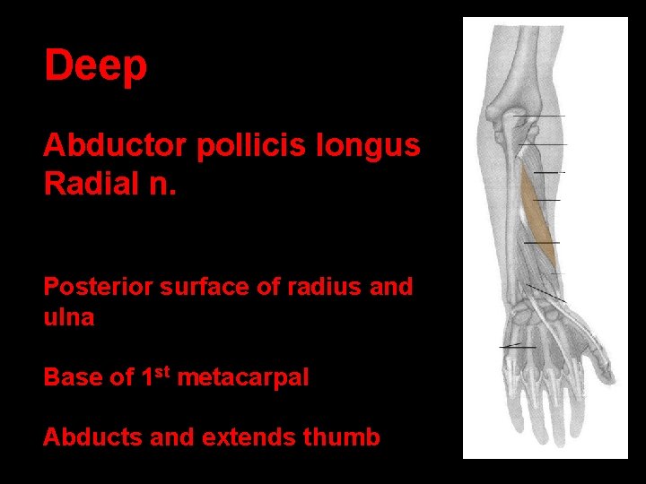 Deep Abductor pollicis longus Radial n. Origin: Posterior surface of radius and ulna Insertion: