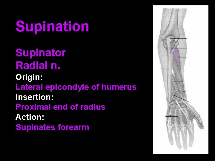 Supination Supinator Radial n. Origin: Lateral epicondyle of humerus Insertion: Proximal end of radius