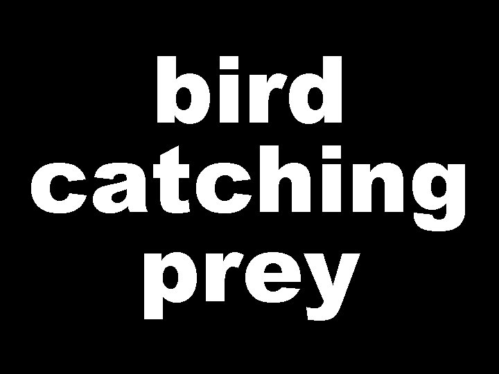 bird catching prey 