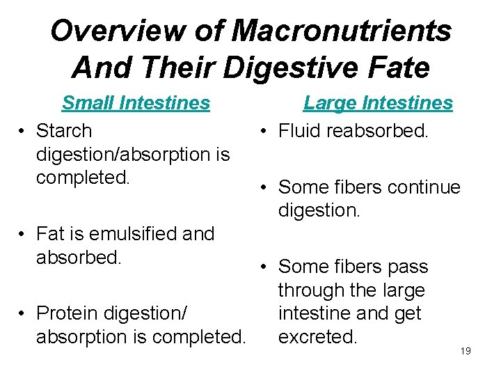 Overview of Macronutrients And Their Digestive Fate Small Intestines • Starch digestion/absorption is completed.