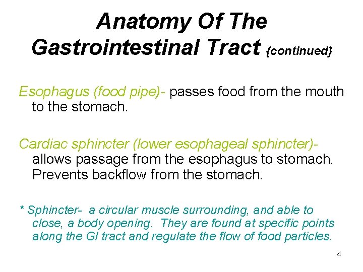 Anatomy Of The Gastrointestinal Tract {continued} Esophagus (food pipe)- passes food from the mouth