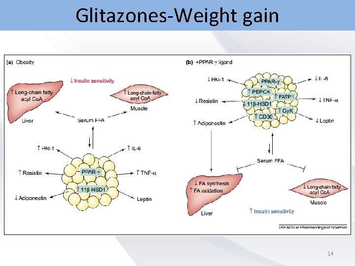 Glitazones-Weight gain 14 