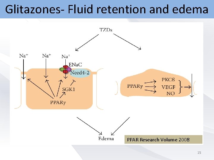 Glitazones- Fluid retention and edema PPAR Research Volume 2008 15 