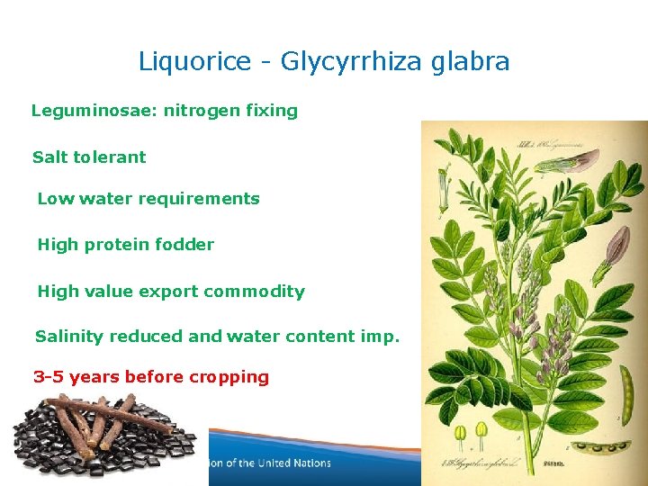 Liquorice - Glycyrrhiza glabra Leguminosae: nitrogen fixing Salt tolerant Low water requirements High protein