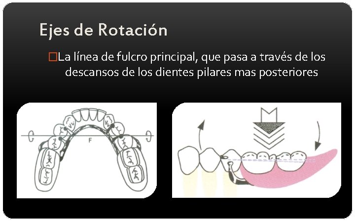 Ejes de Rotación �La línea de fulcro principal, que pasa a través de los