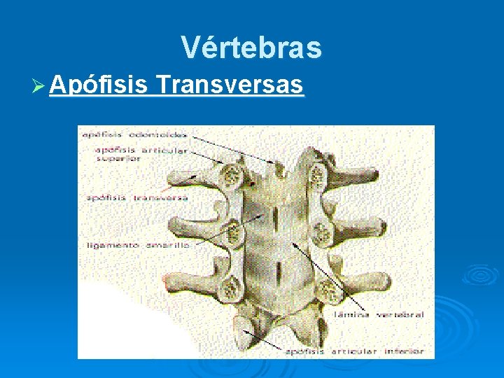 Vértebras Ø Apófisis Transversas 