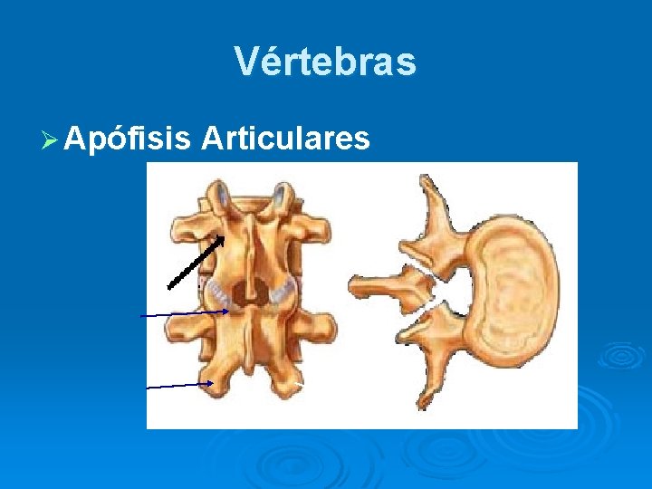 Vértebras Ø Apófisis Articulares 