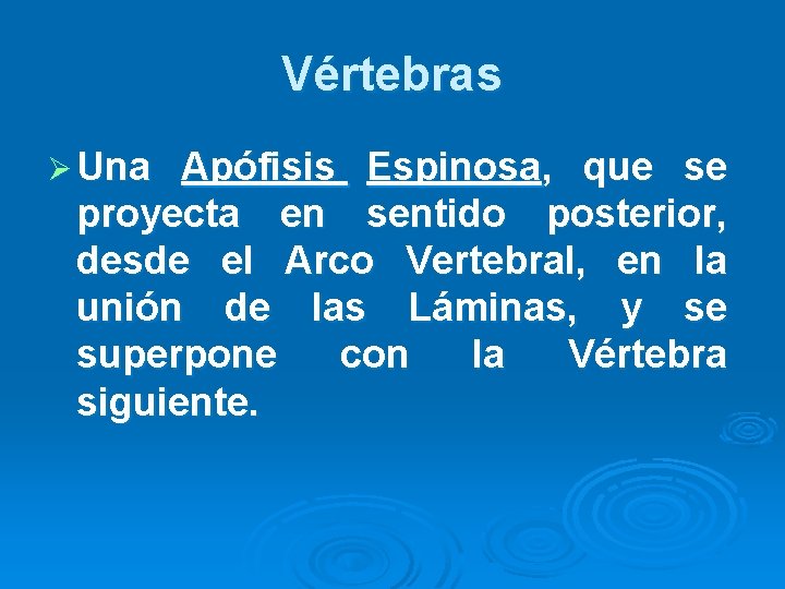Vértebras Ø Una Apófisis Espinosa, que se proyecta en sentido posterior, desde el Arco Vértebras Ø Una Apófisis Espinosa, que se proyecta en sentido posterior, desde el Arco