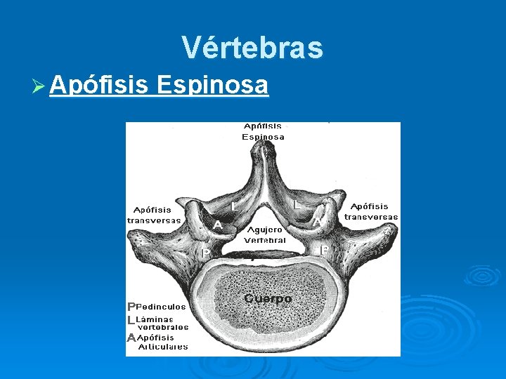 Vértebras Ø Apófisis Espinosa 