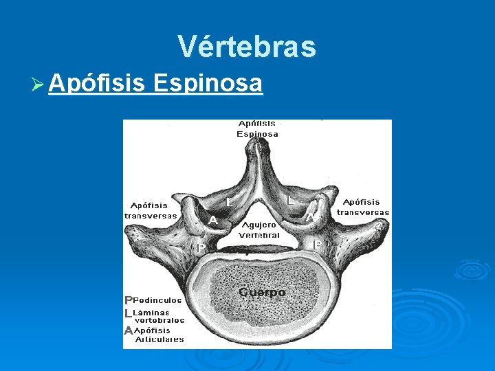 Vértebras Ø Apófisis Espinosa Vértebras Ø Apófisis Espinosa