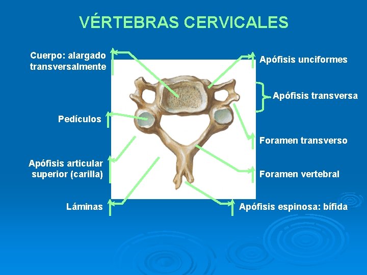 VÉRTEBRAS CERVICALES Cuerpo: alargado transversalmente Apófisis unciformes Apófisis transversa Pedículos Foramen transverso Apófisis articular