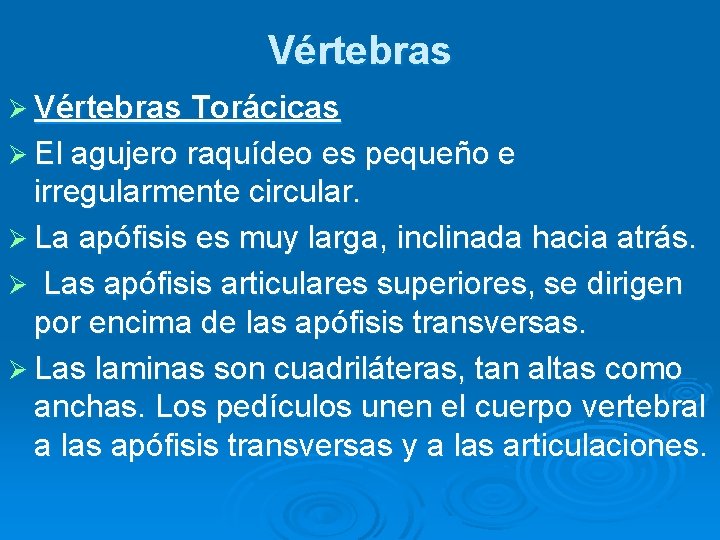 Vértebras Ø Vértebras Torácicas Ø El agujero raquídeo es pequeño e irregularmente circular. Ø