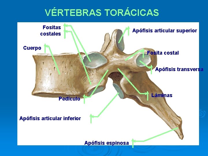 VÉRTEBRAS TORÁCICAS Fositas costales Apófisis articular superior Cuerpo Fosita costal Apófisis transversa Láminas Pedículo