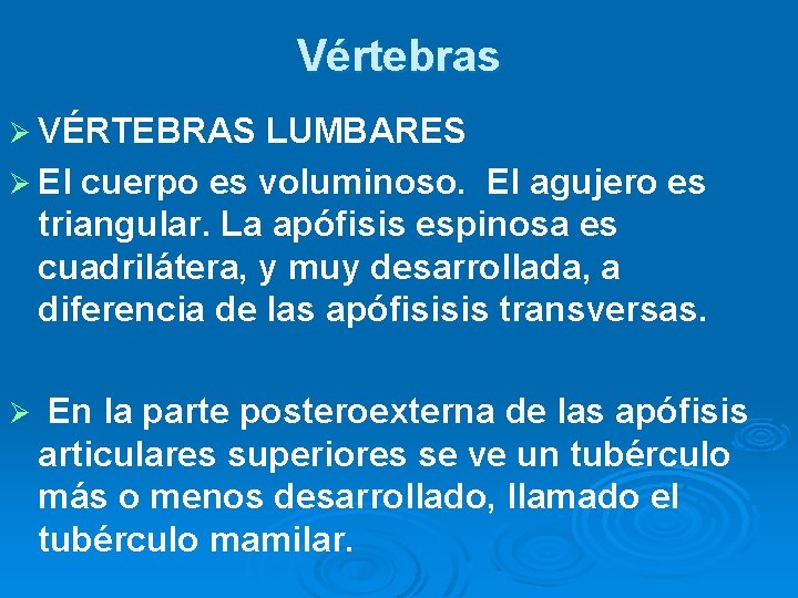 Vértebras Ø VÉRTEBRAS LUMBARES Ø El cuerpo es voluminoso. El agujero es triangular. La Vértebras Ø VÉRTEBRAS LUMBARES Ø El cuerpo es voluminoso. El agujero es triangular. La