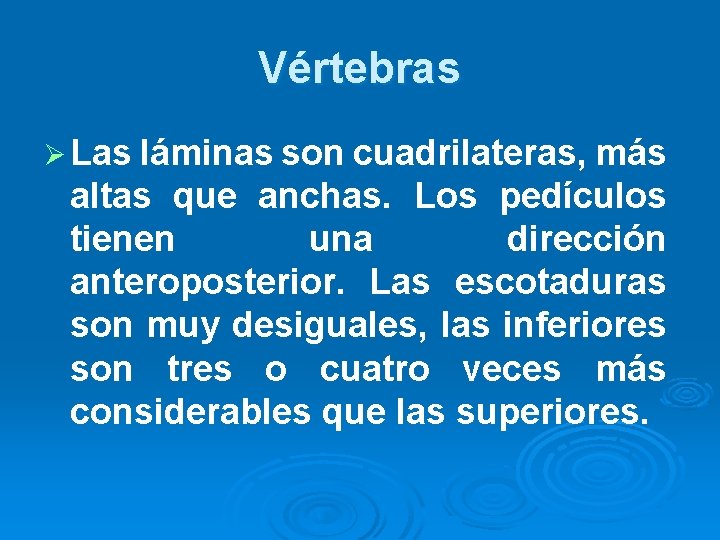Vértebras Ø Las láminas son cuadrilateras, más altas que anchas. Los pedículos tienen una Vértebras Ø Las láminas son cuadrilateras, más altas que anchas. Los pedículos tienen una