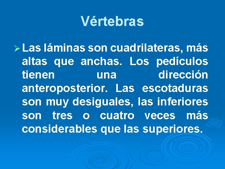 Vértebras Ø Las láminas son cuadrilateras, más altas que anchas. Los pedículos tienen una