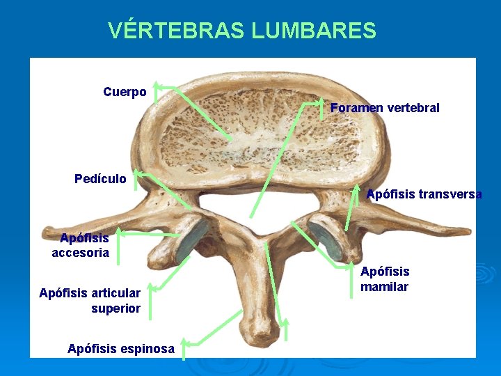 VÉRTEBRAS LUMBARES Cuerpo Foramen vertebral Pedículo Apófisis transversa Apófisis accesoria Apófisis mamilar Apófisis articular