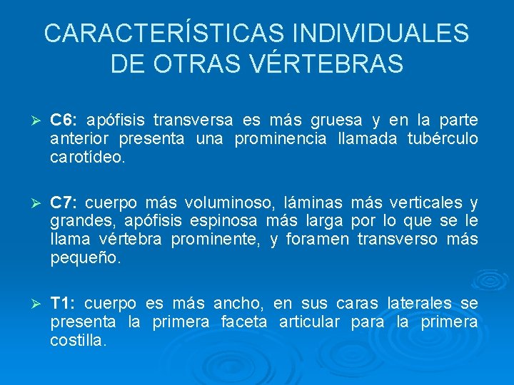 CARACTERÍSTICAS INDIVIDUALES DE OTRAS VÉRTEBRAS Ø C 6: apófisis transversa es más gruesa y