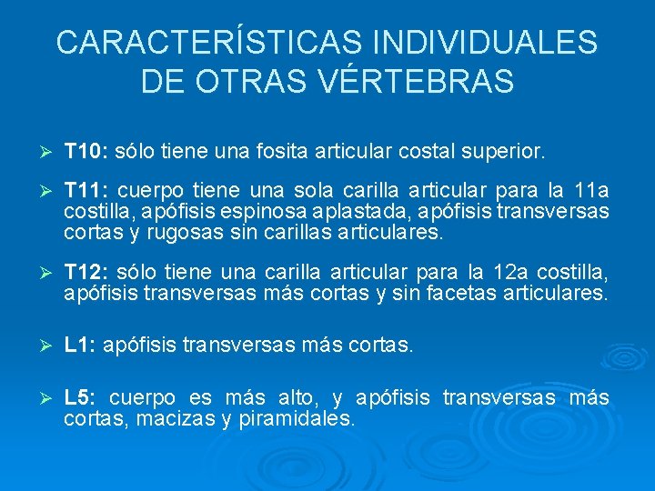 CARACTERÍSTICAS INDIVIDUALES DE OTRAS VÉRTEBRAS Ø T 10: sólo tiene una fosita articular costal