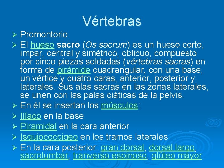 Vértebras Promontorio El hueso sacro (Os sacrum) es un hueso corto, impar, central y