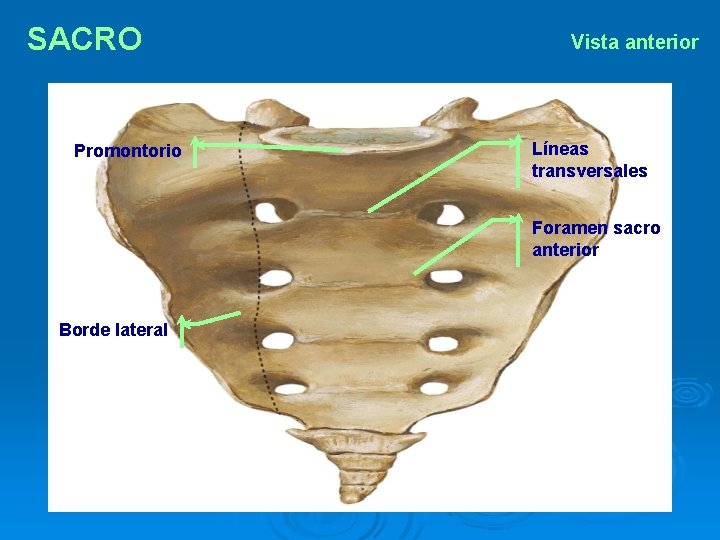 SACRO Promontorio Vista anterior Líneas transversales Foramen sacro anterior Borde lateral 