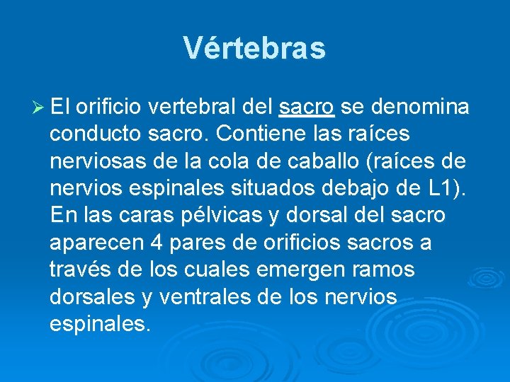 Vértebras Ø El orificio vertebral del sacro se denomina conducto sacro. Contiene las raíces