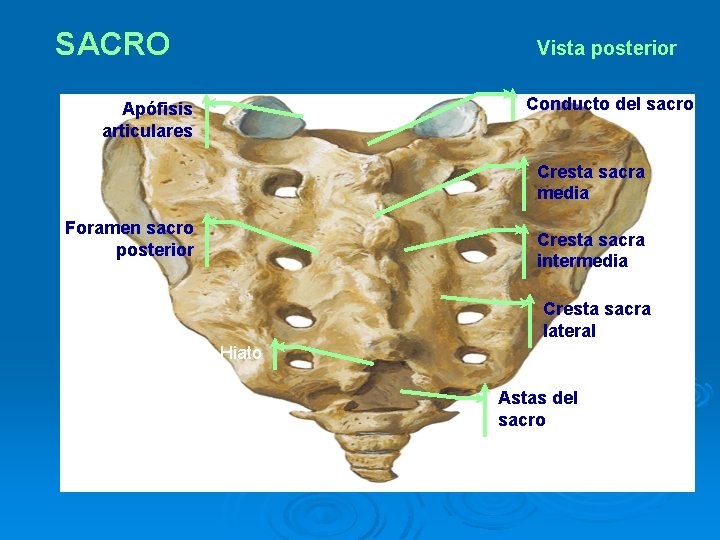 SACRO Vista posterior Conducto del sacro Apófisis articulares Cresta sacra media Foramen sacro posterior