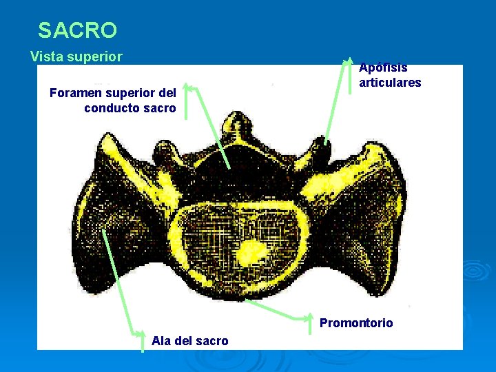 SACRO Vista superior Foramen superior del conducto sacro Apófisis articulares Promontorio Ala del sacro