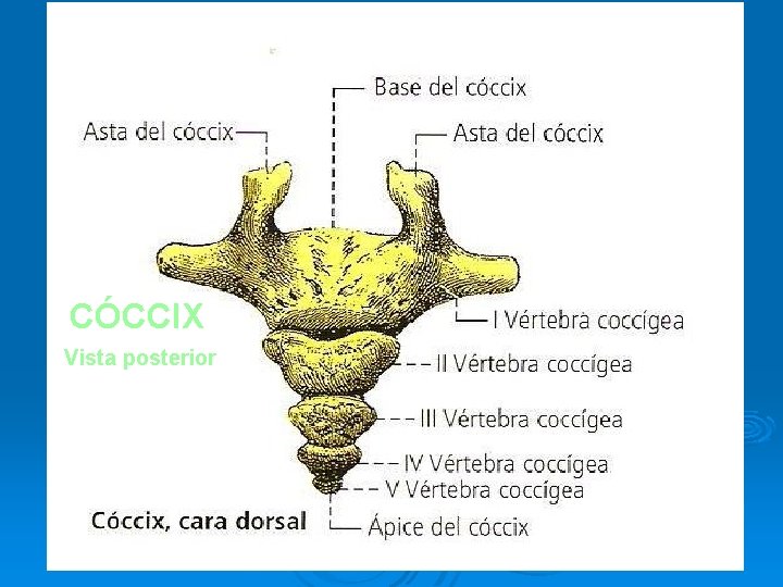CÓCCIX Vista posterior CÓCCIX Vista posterior