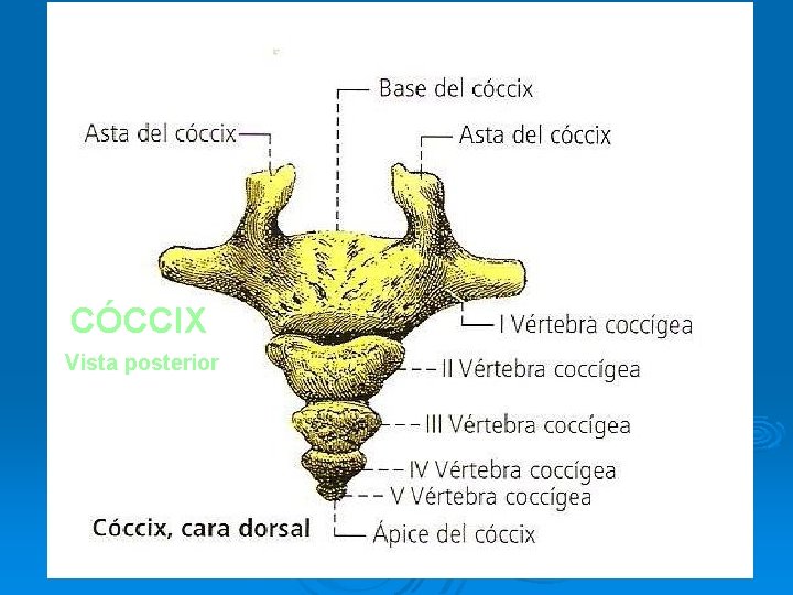 CÓCCIX Vista posterior 