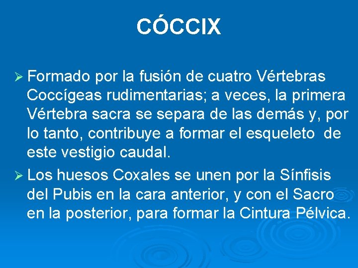 CÓCCIX Ø Formado por la fusión de cuatro Vértebras Coccígeas rudimentarias; a veces, la