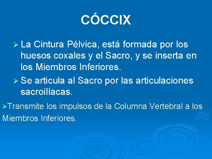 CÓCCIX Ø La Cintura Pélvica, está formada por los huesos coxales y el Sacro,