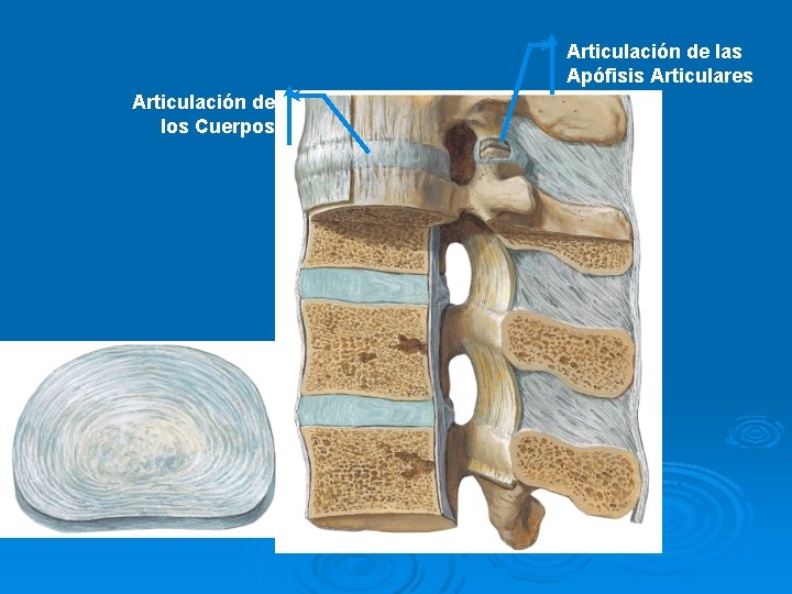 Articulación de las Apófisis Articulares Articulación de los Cuerpos 