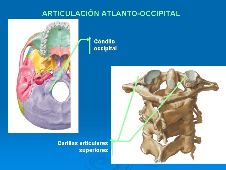 ARTICULACIÓN ATLANTO-OCCIPITAL Cóndilo occipital Carillas articulares superiores 