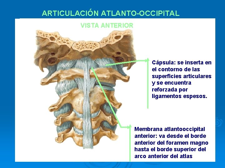 ARTICULACIÓN ATLANTO-OCCIPITAL VISTA ANTERIOR Cápsula: se inserta en el contorno de las superficies articulares