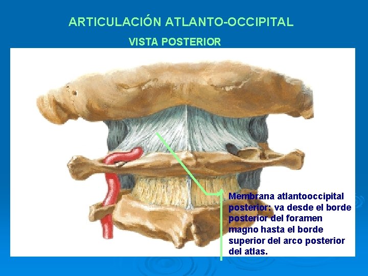 ARTICULACIÓN ATLANTO-OCCIPITAL VISTA POSTERIOR Membrana atlantooccipital posterior: va desde el borde posterior del foramen