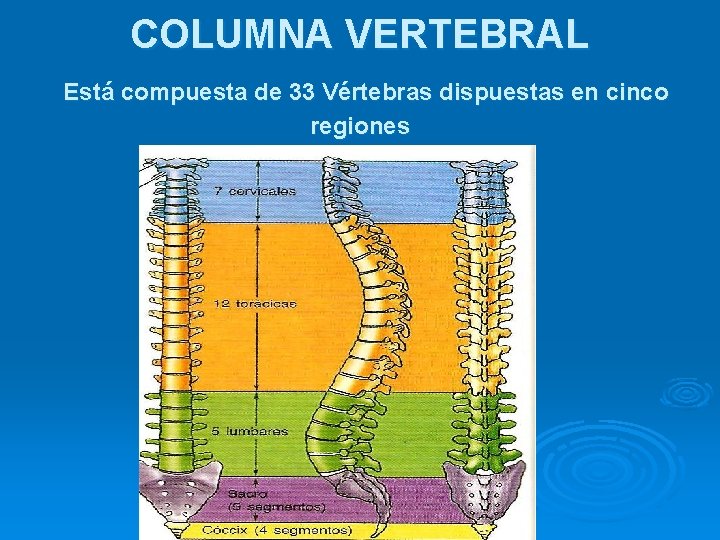 COLUMNA VERTEBRAL Está compuesta de 33 Vértebras dispuestas en cinco regiones 