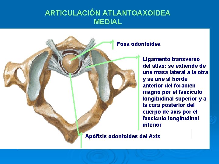 ARTICULACIÓN ATLANTOAXOIDEA MEDIAL Fosa odontoidea Ligamento transverso del atlas: se extiende de una masa