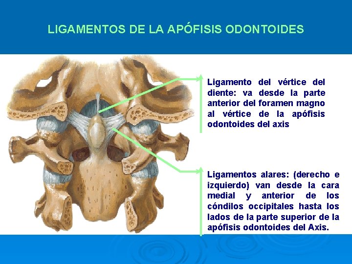 LIGAMENTOS DE LA APÓFISIS ODONTOIDES Ligamento del vértice del diente: va desde la parte