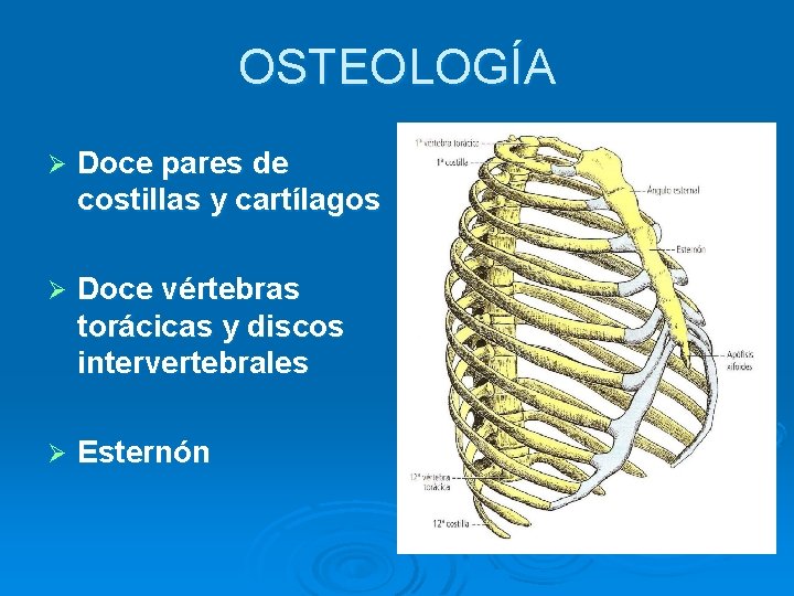OSTEOLOGÍA Ø Doce pares de costillas y cartílagos Ø Doce vértebras torácicas y discos OSTEOLOGÍA Ø Doce pares de costillas y cartílagos Ø Doce vértebras torácicas y discos