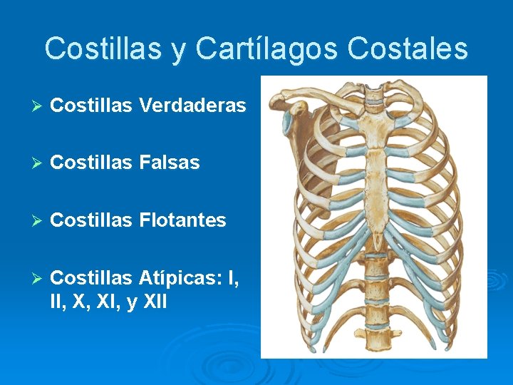 Costillas y Cartílagos Costales Ø Costillas Verdaderas Ø Costillas Falsas Ø Costillas Flotantes Ø