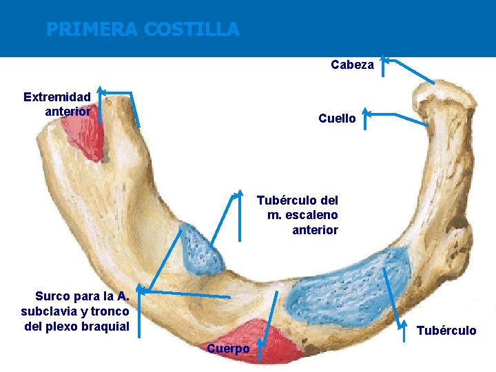 PRIMERA COSTILLA Cabeza Extremidad anterior Cuello Tubérculo del m. escaleno anterior Surco para la