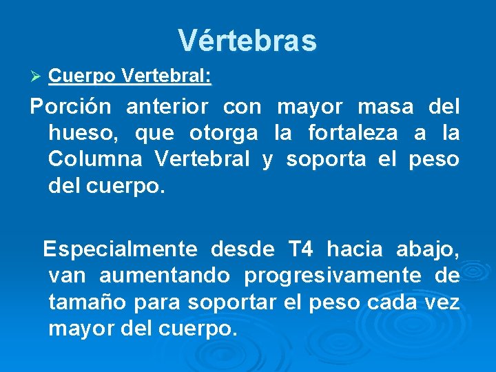 Vértebras Ø Cuerpo Vertebral: Porción anterior con mayor masa del hueso, que otorga la