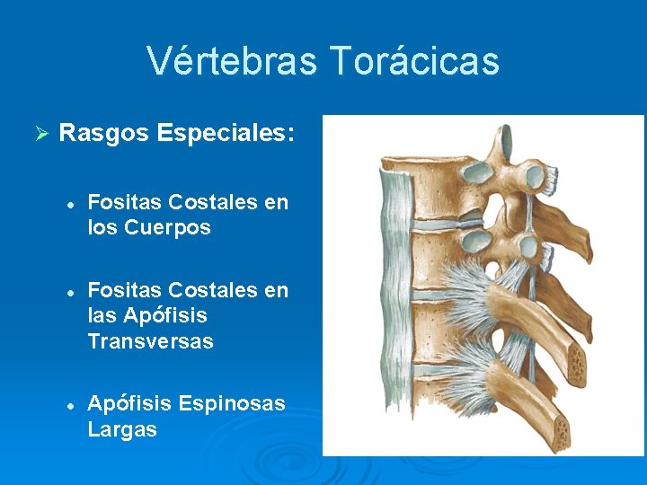 Vértebras Torácicas Ø Rasgos Especiales: l l l Fositas Costales en los Cuerpos Fositas