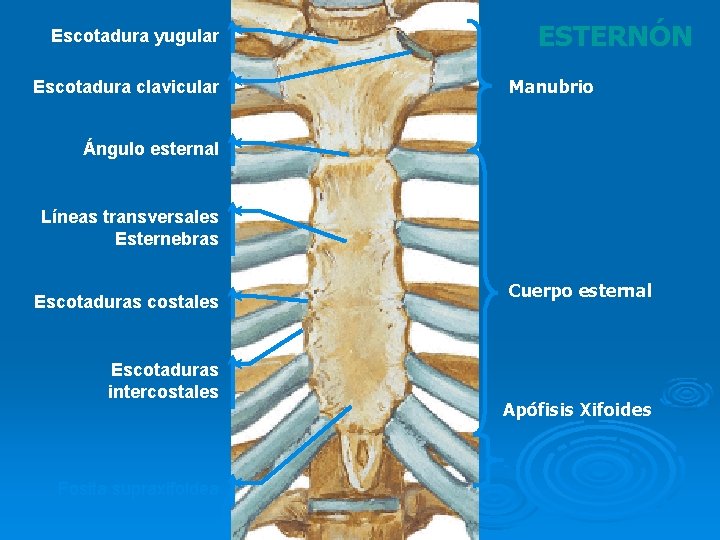 Escotadura yugular Escotadura clavicular ESTERNÓN Manubrio Ángulo esternal Líneas transversales Esternebras Escotaduras costales Escotaduras