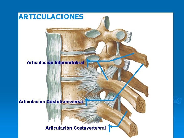 ARTICULACIONES Articulación Intervertebral Articulación Costotransversa Articulación Costovertebral 