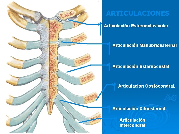 ARTICULACIONES Articulación Esternoclavicular Articulación Manubrioesternal Articulación Esternocostal Articulación Costocondral. Articulación Xifoesternal Articulación Intercondral 