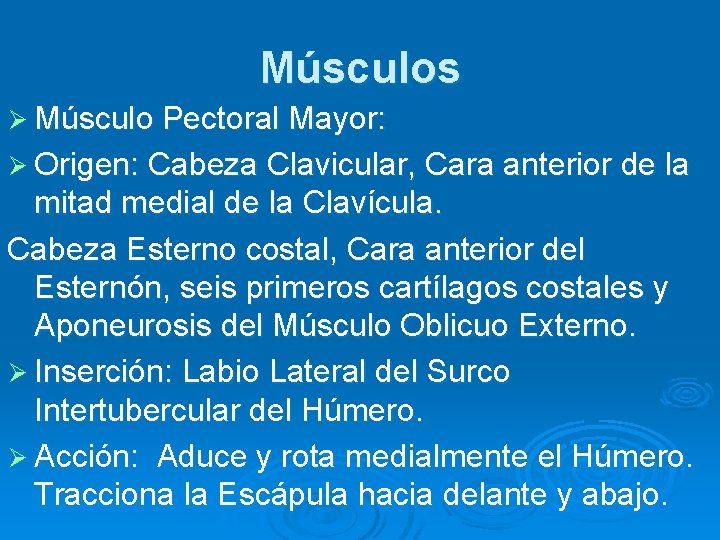 Músculos Ø Músculo Pectoral Mayor: Ø Origen: Cabeza Clavicular, Cara anterior de la mitad